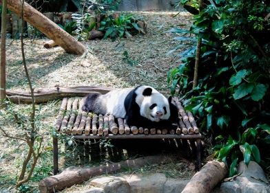 panda sleeping singapore river safari