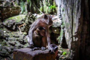 monkeys batu caves
